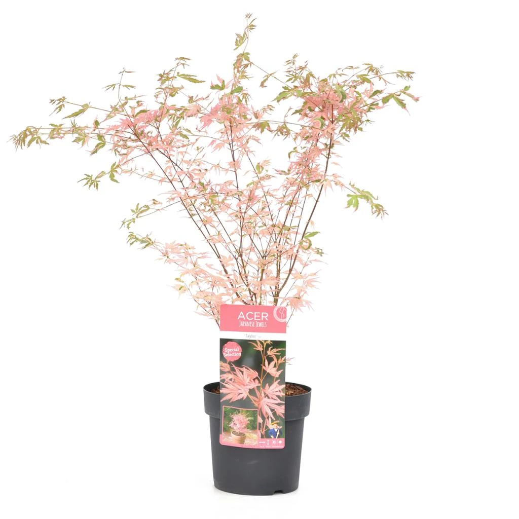 Perfect Plant Acer Palmatum 'Taylor' - Plantes D'Extérieur 4