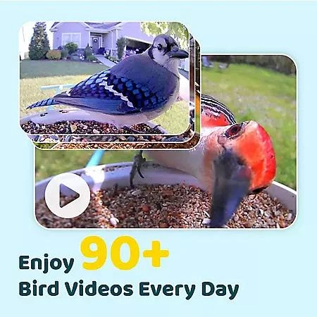 Birdfy Birdfy Smart Bird Feeder with Camera 4
