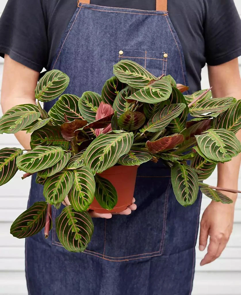 House Plant Shop Maranta Red Prayer 
Herringbone
 Live Plant, 6" Pot 2