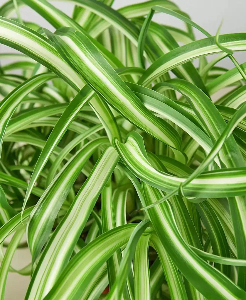 House Plant Shop Spider Plant
Bonnie
Live Plant, 6" Pot 2