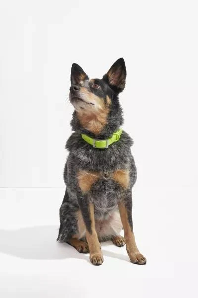 Wild One Wild One Dog Collar 5