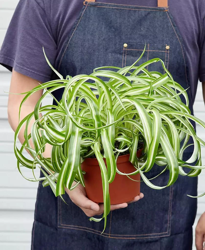House Plant Shop Spider Plant
Bonnie
Live Plant, 6" Pot 3