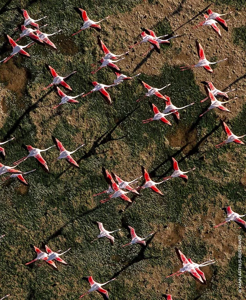 Guerlain Aqua Allegoria Rosa Rossa Eau de Toilette, 4.2 oz. 8