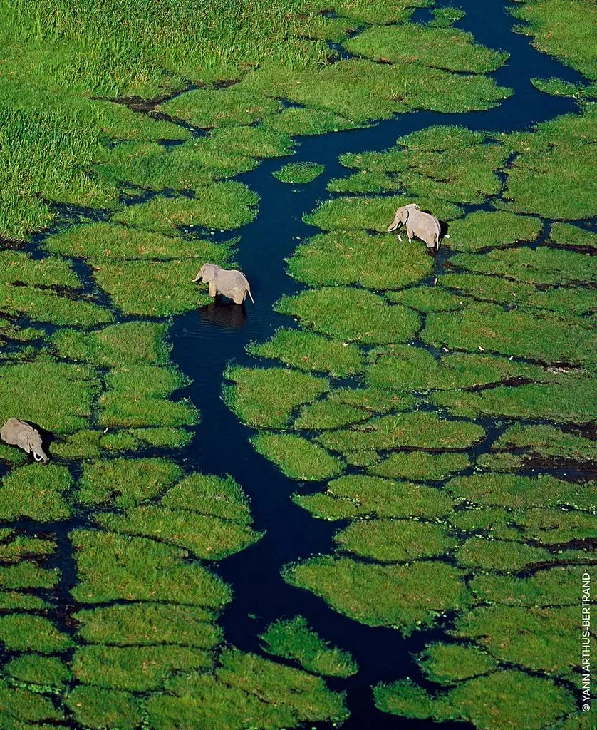 Guerlain Aqua Allegoria Pamplelune Eau de Toilette, 4.2 oz. 6