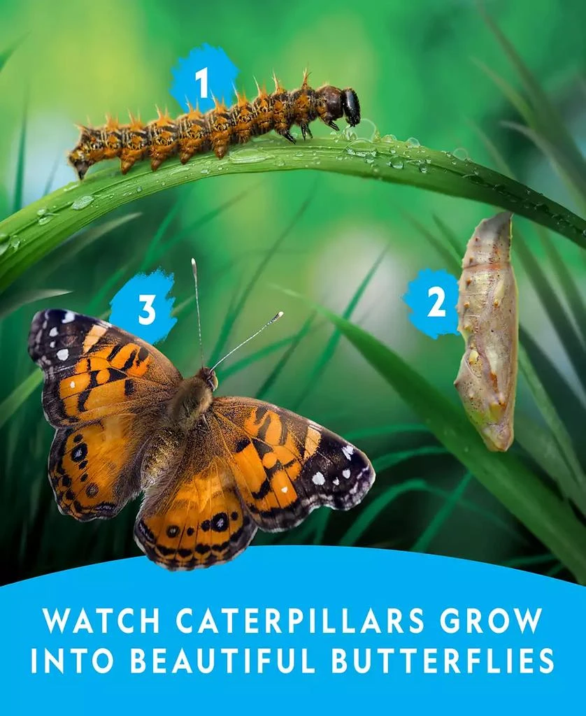National Geographic Butterfly Growing Kit 5