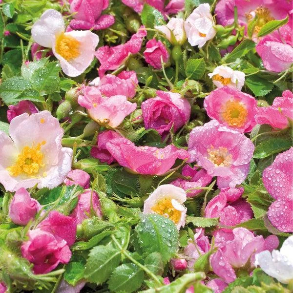 Weleda Weleda Wild Rose 24h Deodorant Spray 5