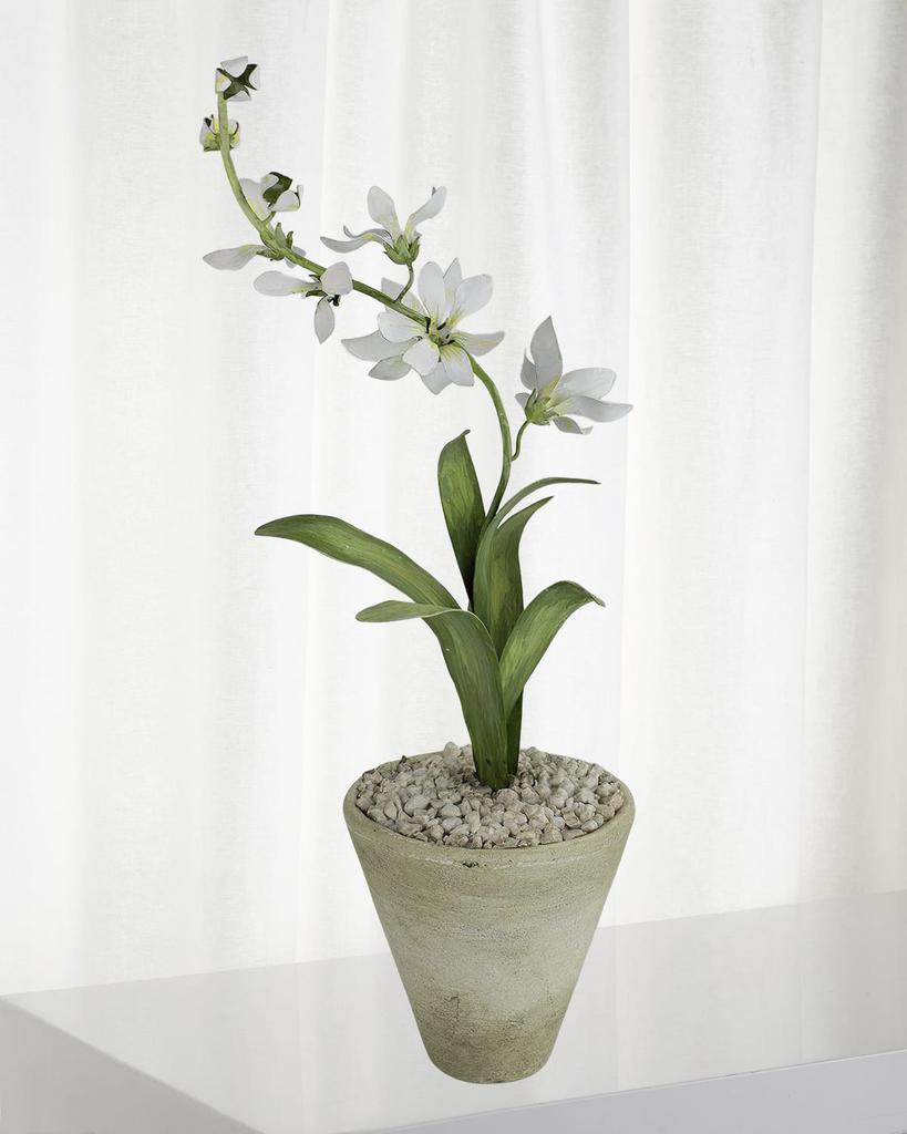 Tommy Mitchell Freesia March Birth Flower in White Terracotta Pot