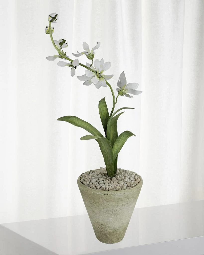 Tommy Mitchell Freesia March Birth Flower in White Terracotta Pot 1