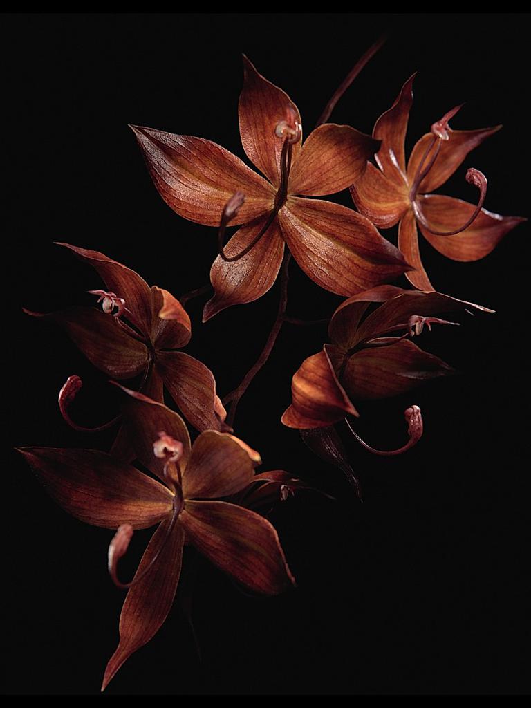 Guerlain ​Orchidee Imperiale Black Anti-Aging Eye & Lip Contour Cream