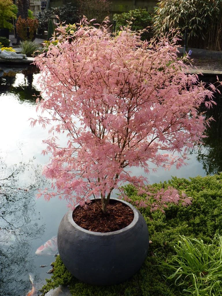 Perfect Plant Acer Palmatum 'Taylor' - Plantes D'Extérieur 1