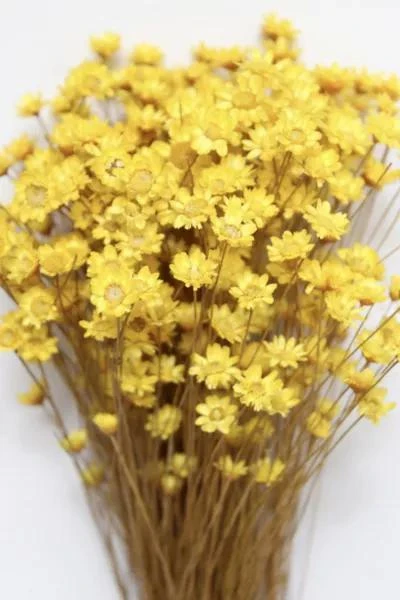 Roxanne's Dried Flowers Roxanne’s Dried Flowers Yellow Star Flower 3