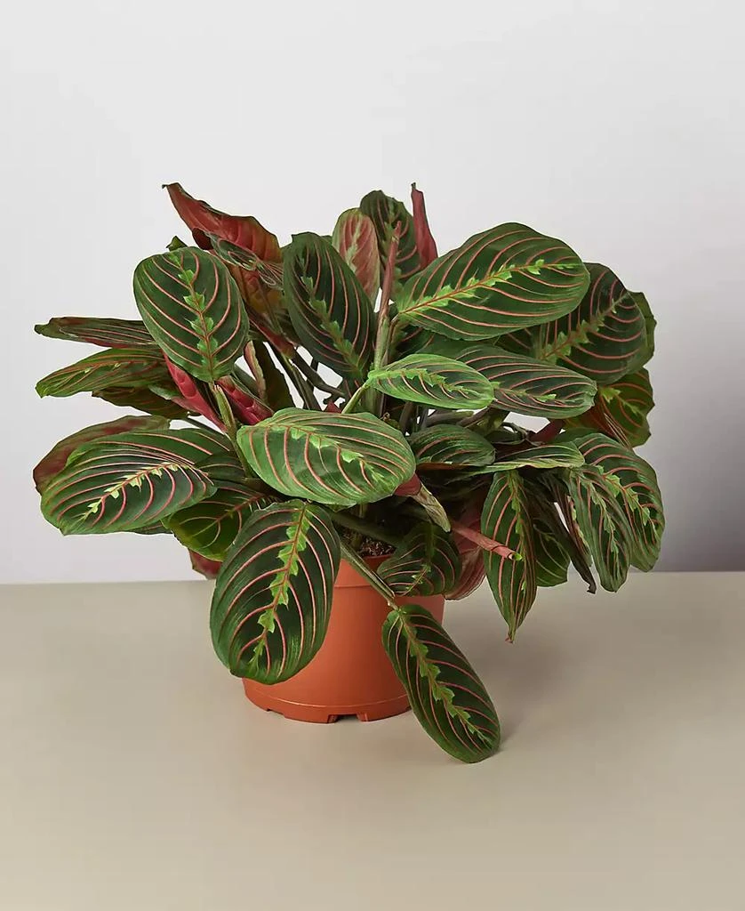 House Plant Shop Maranta Red Prayer
Herringbone
Live Plant, 6" Pot