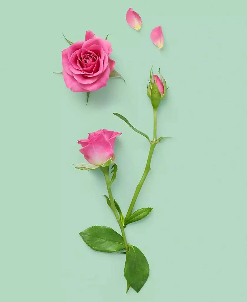 Gucci The Alchemist's Garden A Forgotten Rose Perfumed Oil, 0.67 oz. 3