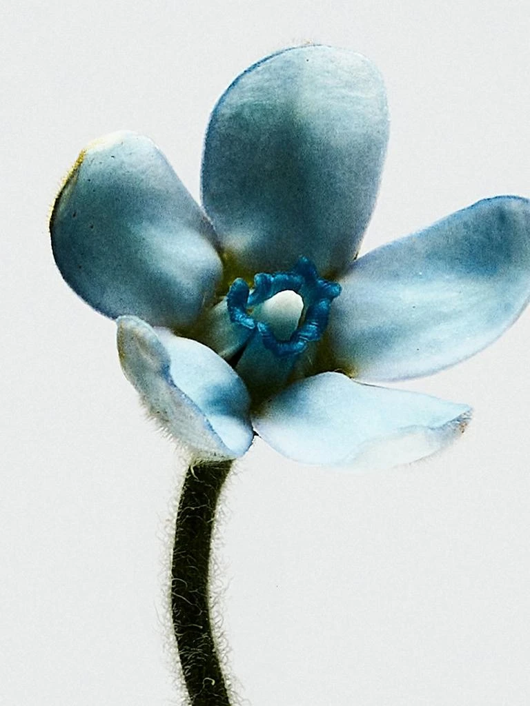 LOEWE Perfumes 001 Woman Eau de Toilette 6