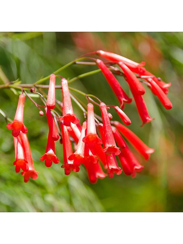 DECORTé Hydra Clarity Micro Essence Cleansing Emulsion 2