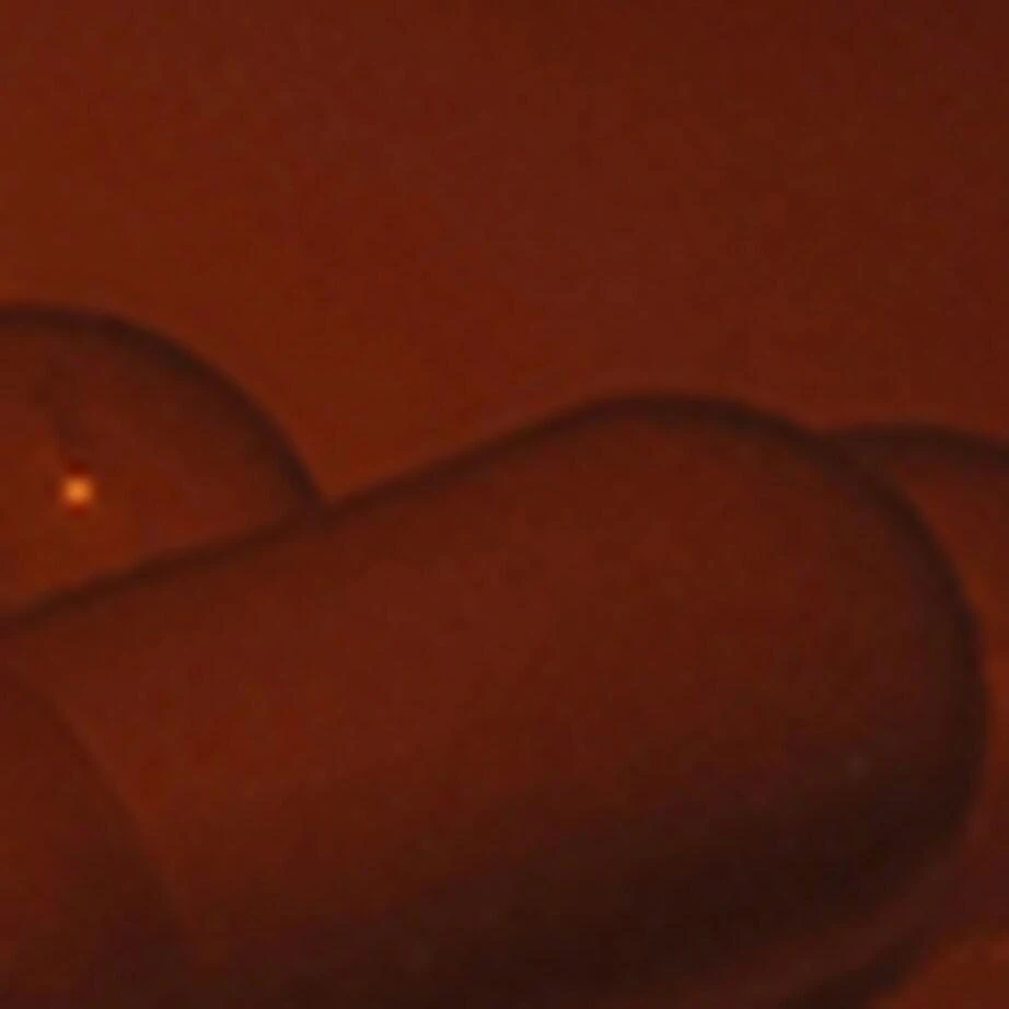 Viridian Joint Complex (120 Capsules) 2