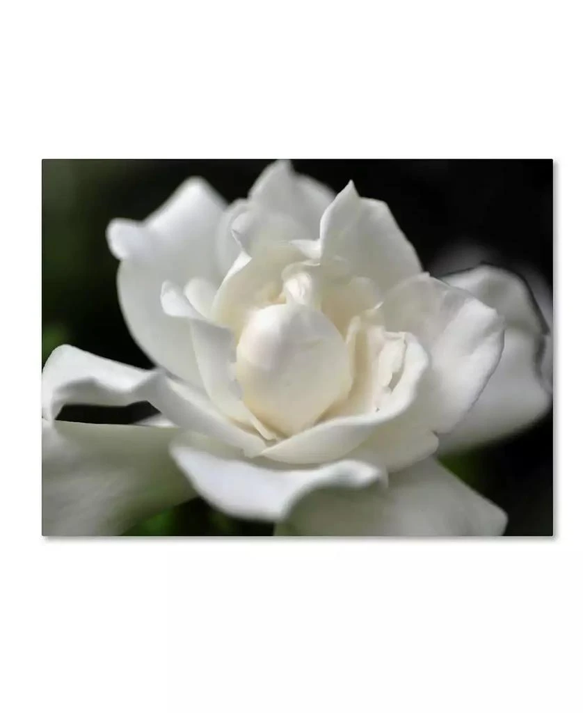 Trademark Global Kurt Shaffer 
Lovely Gardenia
 Canvas Art - 32" x 24"