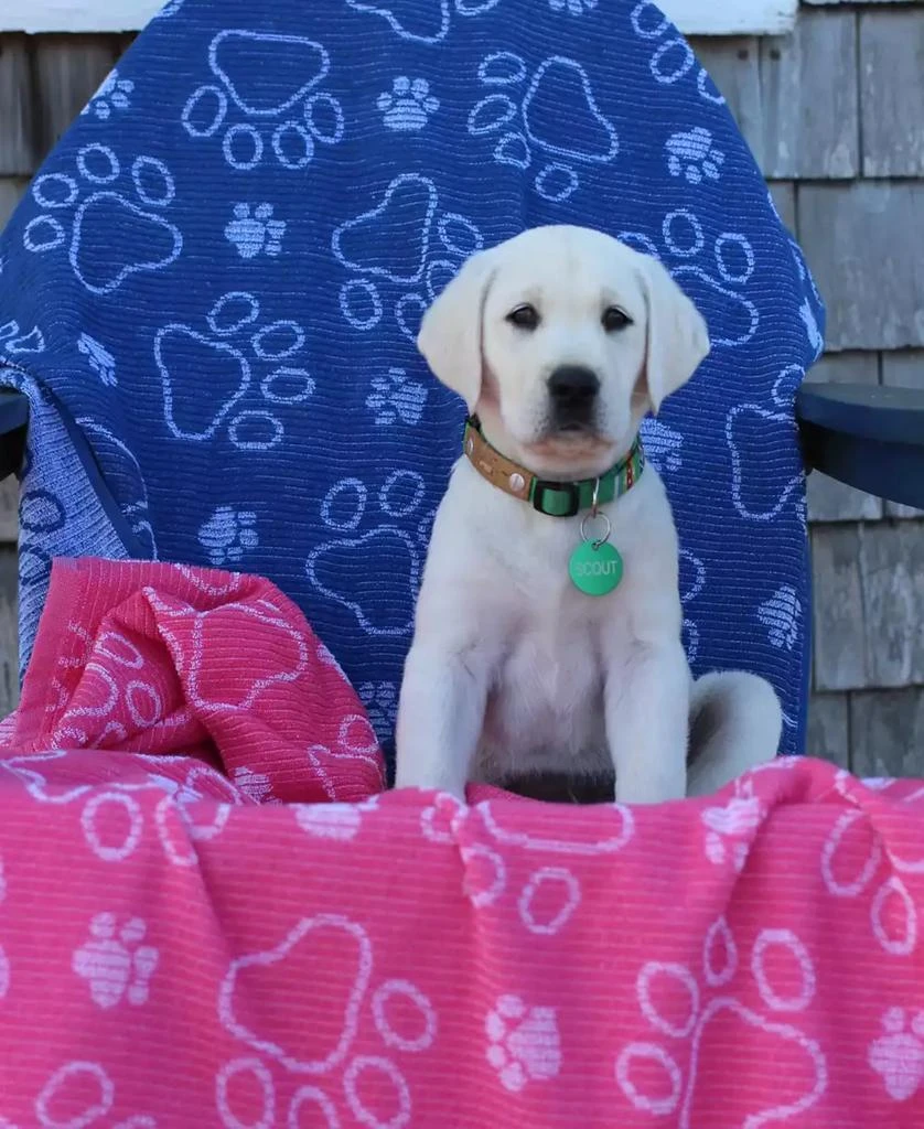 Delilah Home Drytek High Performance Dog Bath Towel 30" X 54"