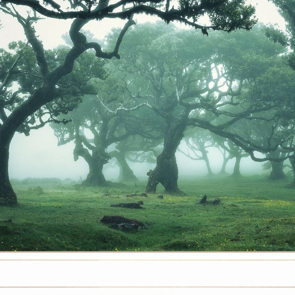 Hivvago Enchanted Forest II 2 White Framed Print Wall Art 4