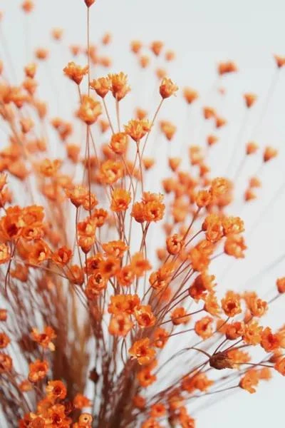 Roxanne's Dried Flowers Roxanne’s Dried Flowers Orange Star Flower 2