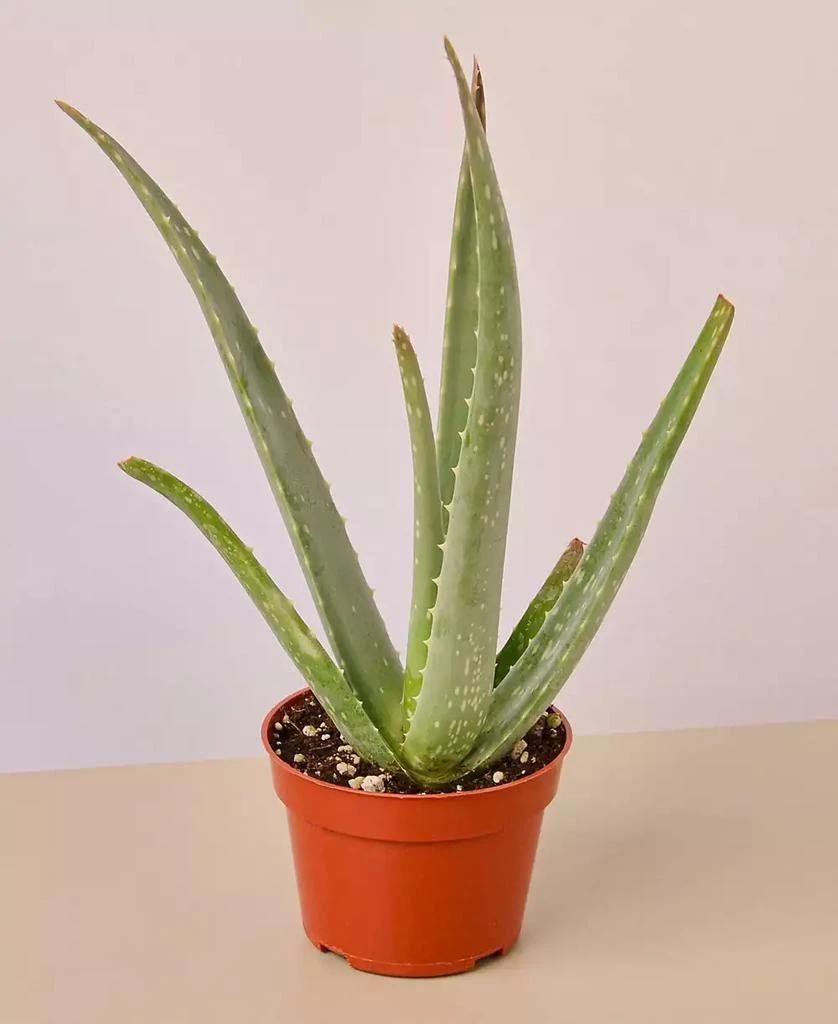 House Plant Shop Aloe Vera Live Succulent, 4" Pot