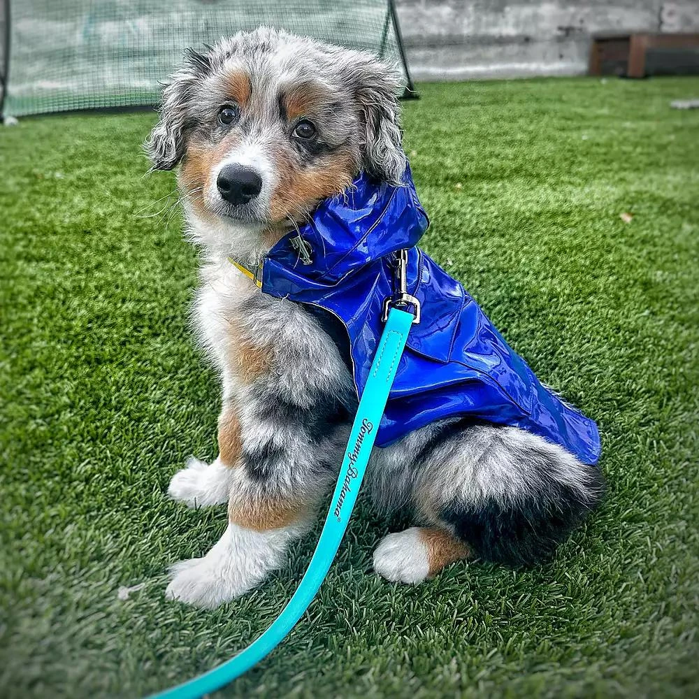 Tommy Bahama Pet Raincoat 
Apparel Harness - Blue 3