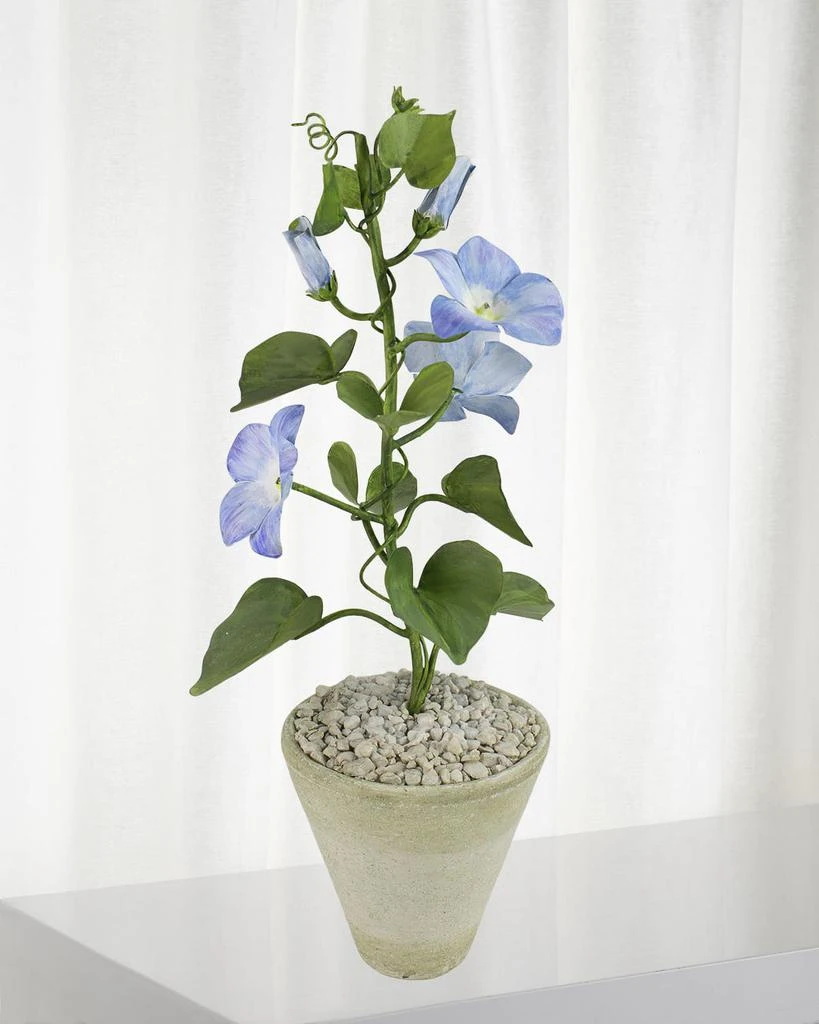 Tommy Mitchell Morning Glory September Birth Flower in White Terracotta Pot 1