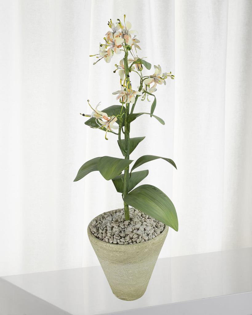 Tommy Mitchell Honeysuckle June Birth Flower in White Terracotta Pot