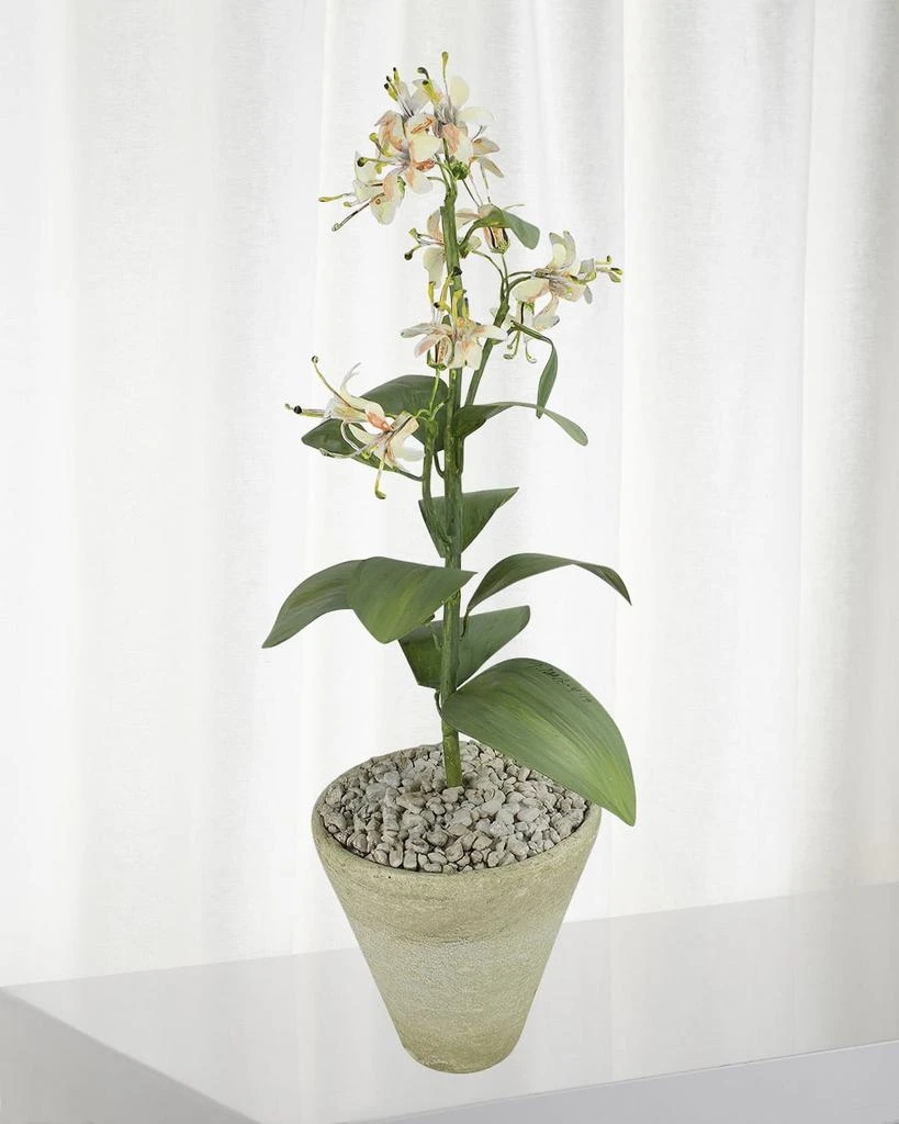 Tommy Mitchell Honeysuckle June Birth Flower in White Terracotta Pot 1