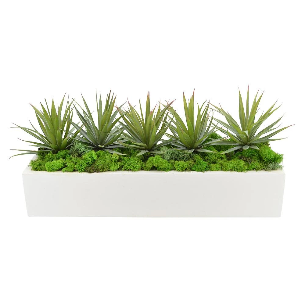 Creative Displays Green Yucca, Cactus with Moss Succulent Plant 1