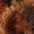 color Leopard 1