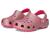 color Dragon Fruit 2