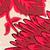 color Chrysnthium 3