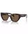 color Briar Tortoise 1