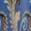 color Blue Paisley 4
