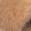color Chestnut 1