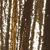 color BLACK/GOLD 1