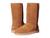 color Chestnut 1