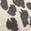 color Leopard 1
