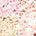 color 03 VOILE ROSE 0